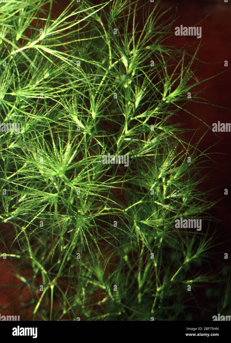Guppy Grass or Waternymph (Najas indica) Stock Photo