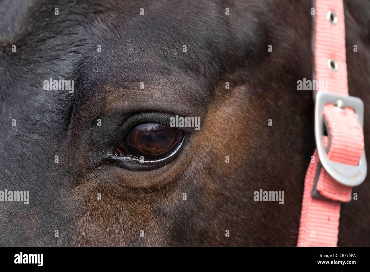 Horse eye closeup. Portrait of a brown horse eye Stock Photo Alamy