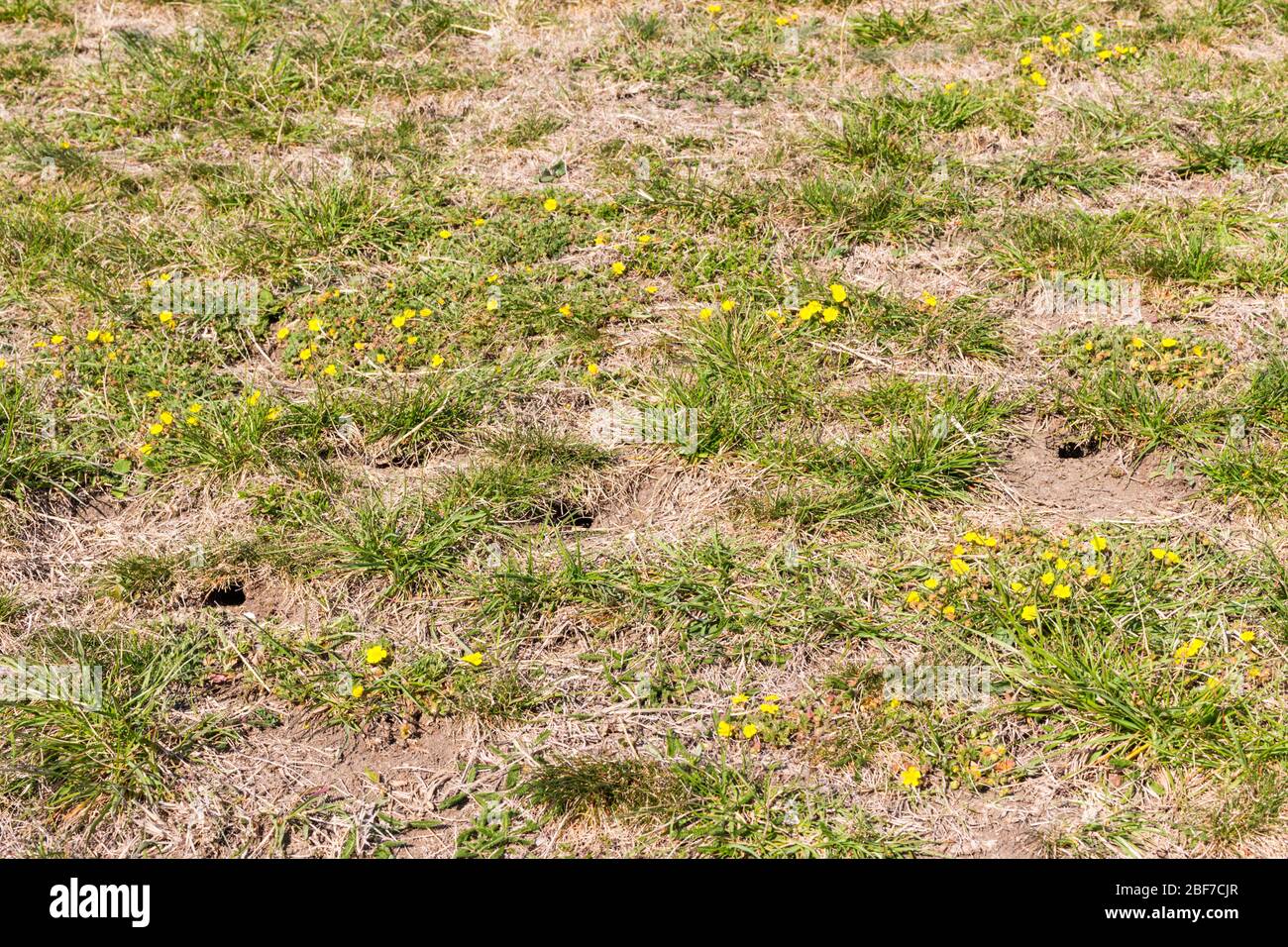 Cricket field grass hires stock photography and images Alamy