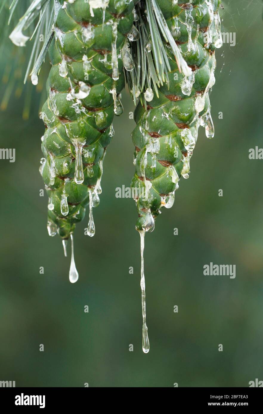 Swiss stone pine, Pinus sembra, unripe green cones with lots of resin drops in Finland. Stock Photo
