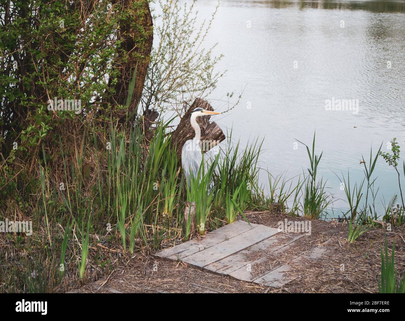 Tall Grass Pond High Resolution Stock Photography and Images - Alamy