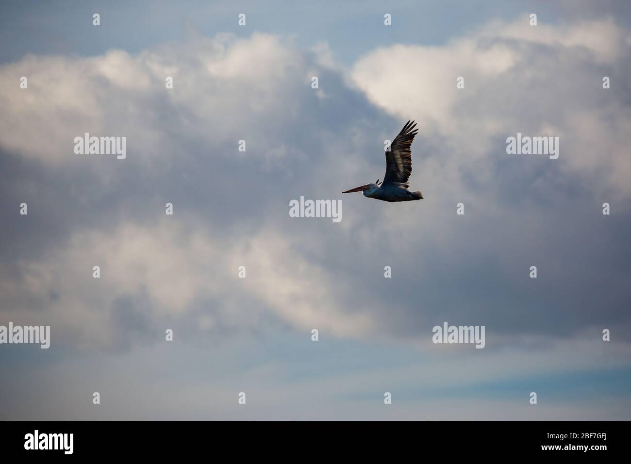 Amazingly beautiful big Dalmatian single pelican flying with big span of wings. Cloudy winter blue sky over Porto Lagos, Northern Greece. Picturesque frozen moment of Nature Stock Photo