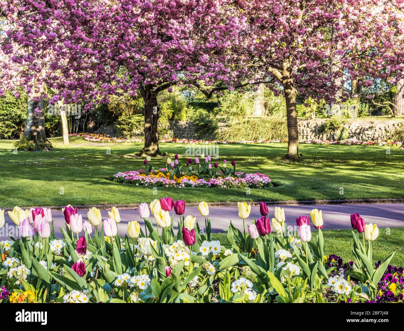 A bed of tulips, white primulas and pansies with flowering pink cherry trees in the background in an urban public park in England. Stock Photo