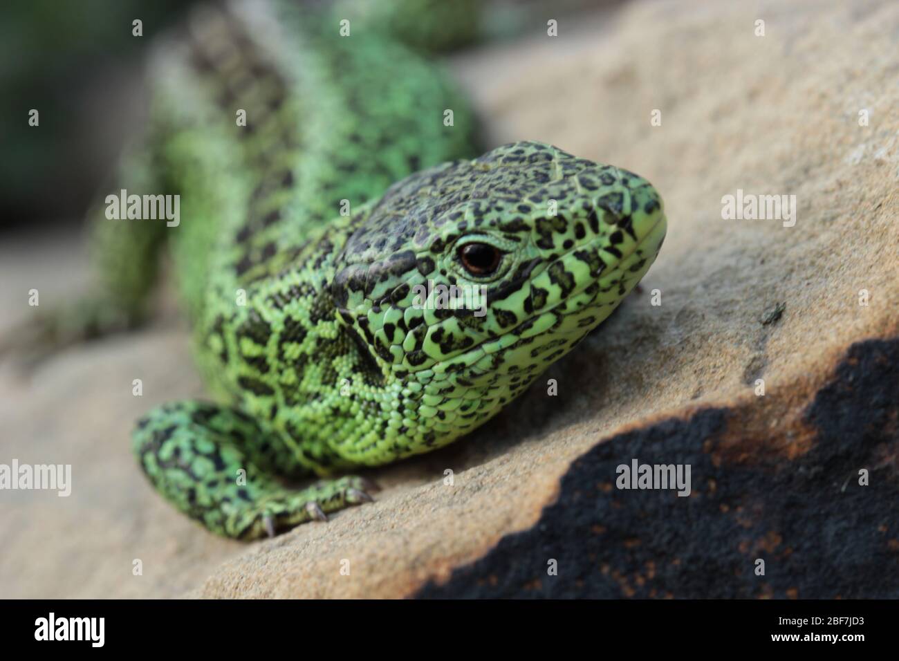 A green male sand lizard Stock Photo
