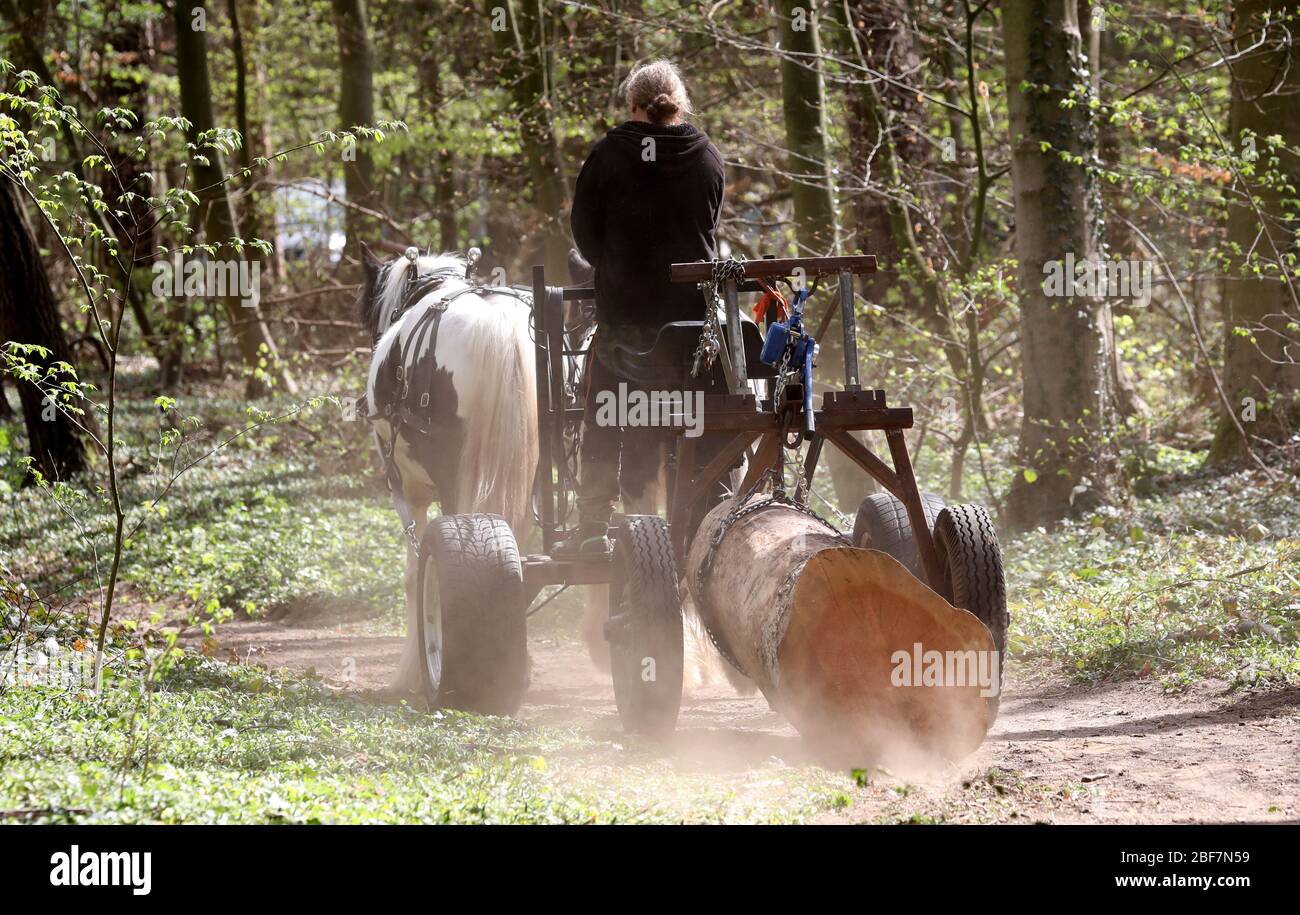 17 April 2020, Mecklenburg-Western Pomerania, Rostock: In the Swiss forest Marko Jakubzyk works with the pack horses Loreley (l-r) and Finola. The 10 and 20 year old Irish Tinker Horses pull the trunks of trees from the forest, which were felled in the course of the road safety obligation of the municipal forestry office. The use of horses is much less harmful to the forest than the use of heavy machinery. Photo: Bernd Wüstneck/dpa-Zentralbild/dpa Stock Photo