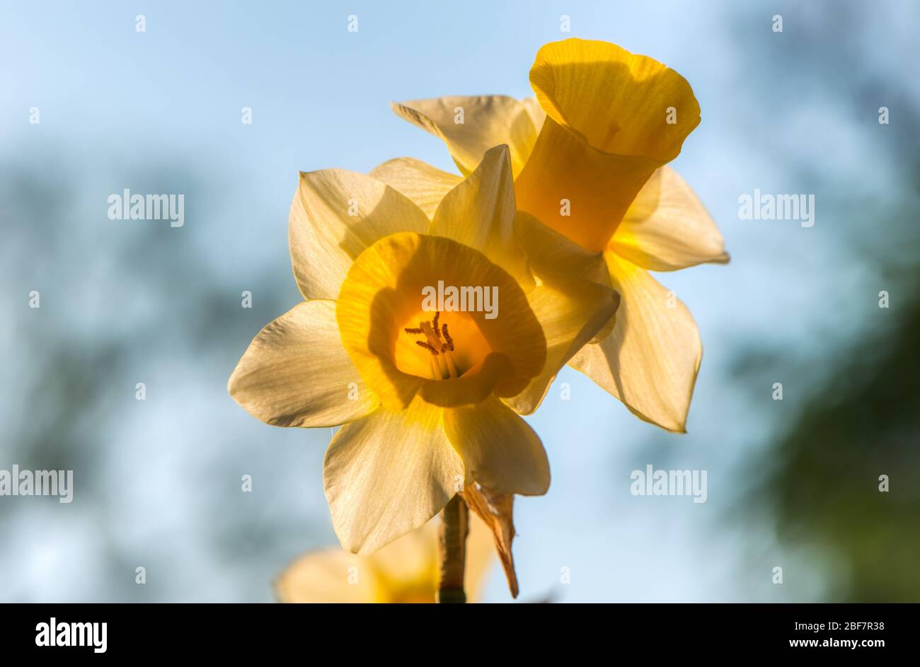 Daffodil, Narcissus Golden Echo, Upper Wield, Alresford, Hampshire, UK Stock Photo