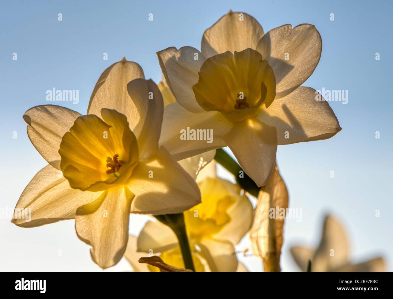 Daffodil, Narcissus Sweet Love, Upper Wield, Alresford, Hampshire, UK Stock Photo