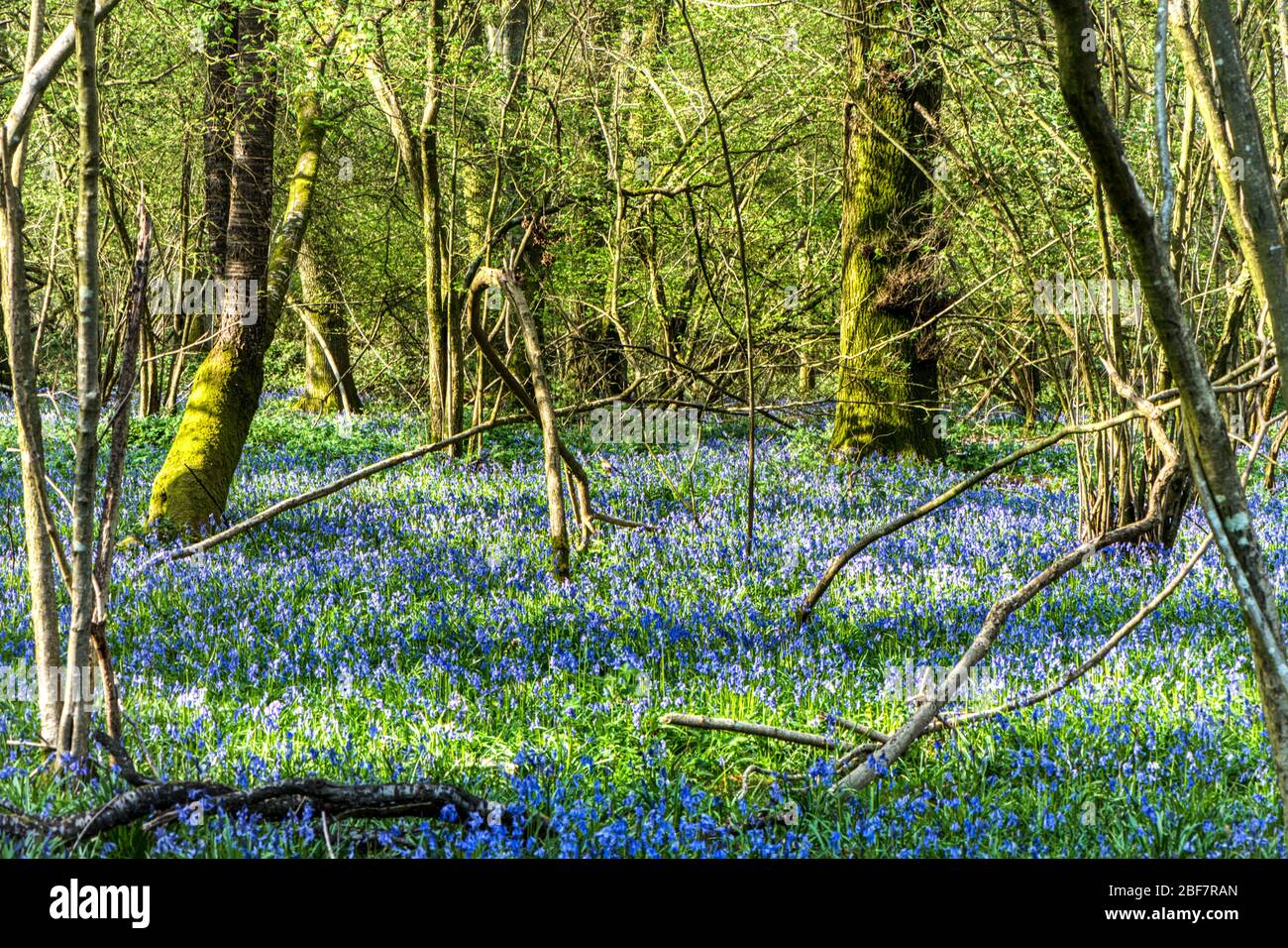 Bluebell woods, Upper Wield, Alresford, Hampshire, UK Stock Photo
