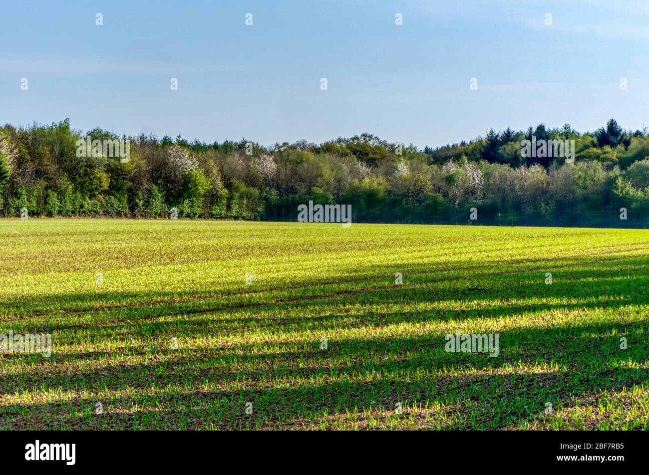 Sunlight across a green field, Upper Wield, Alresford, Hampshire, UK Stock Photo