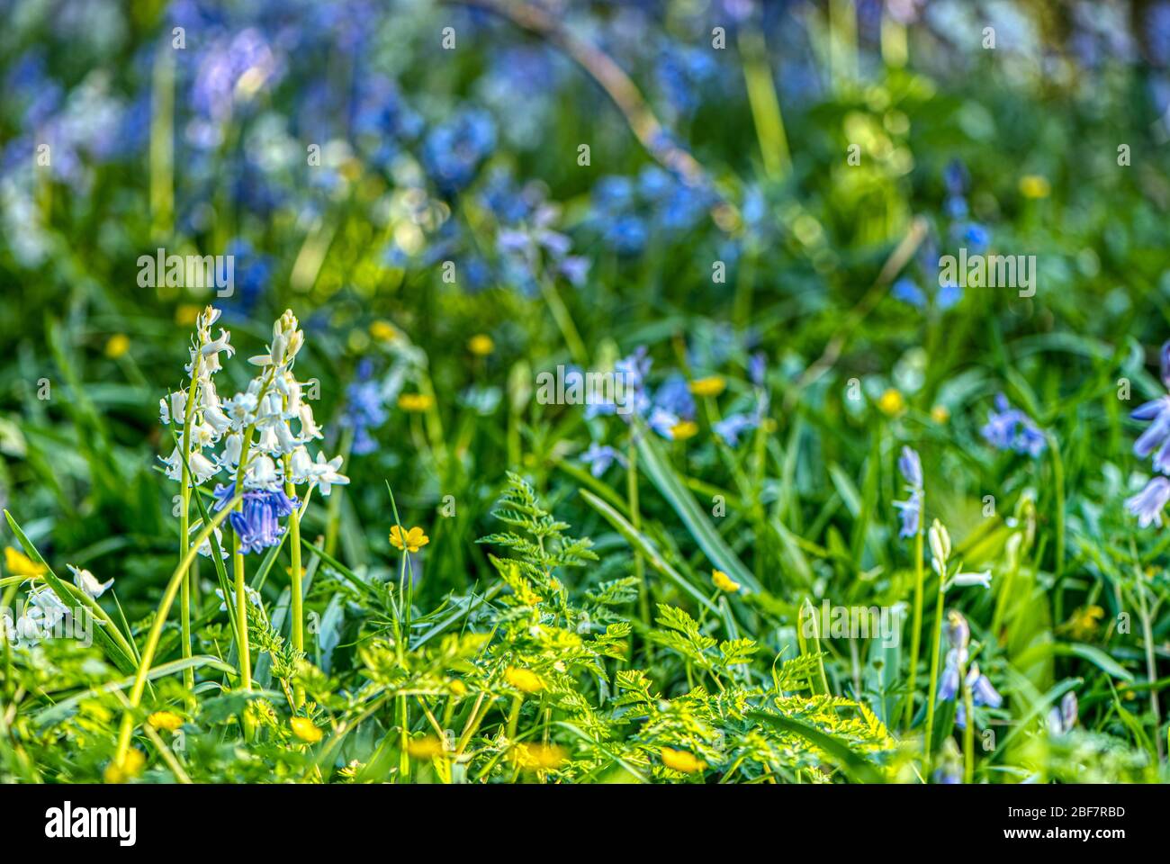 White and blue flowers in a bluebell wood, Upper Wield, Alresford, Hampshire, UK Stock Photo