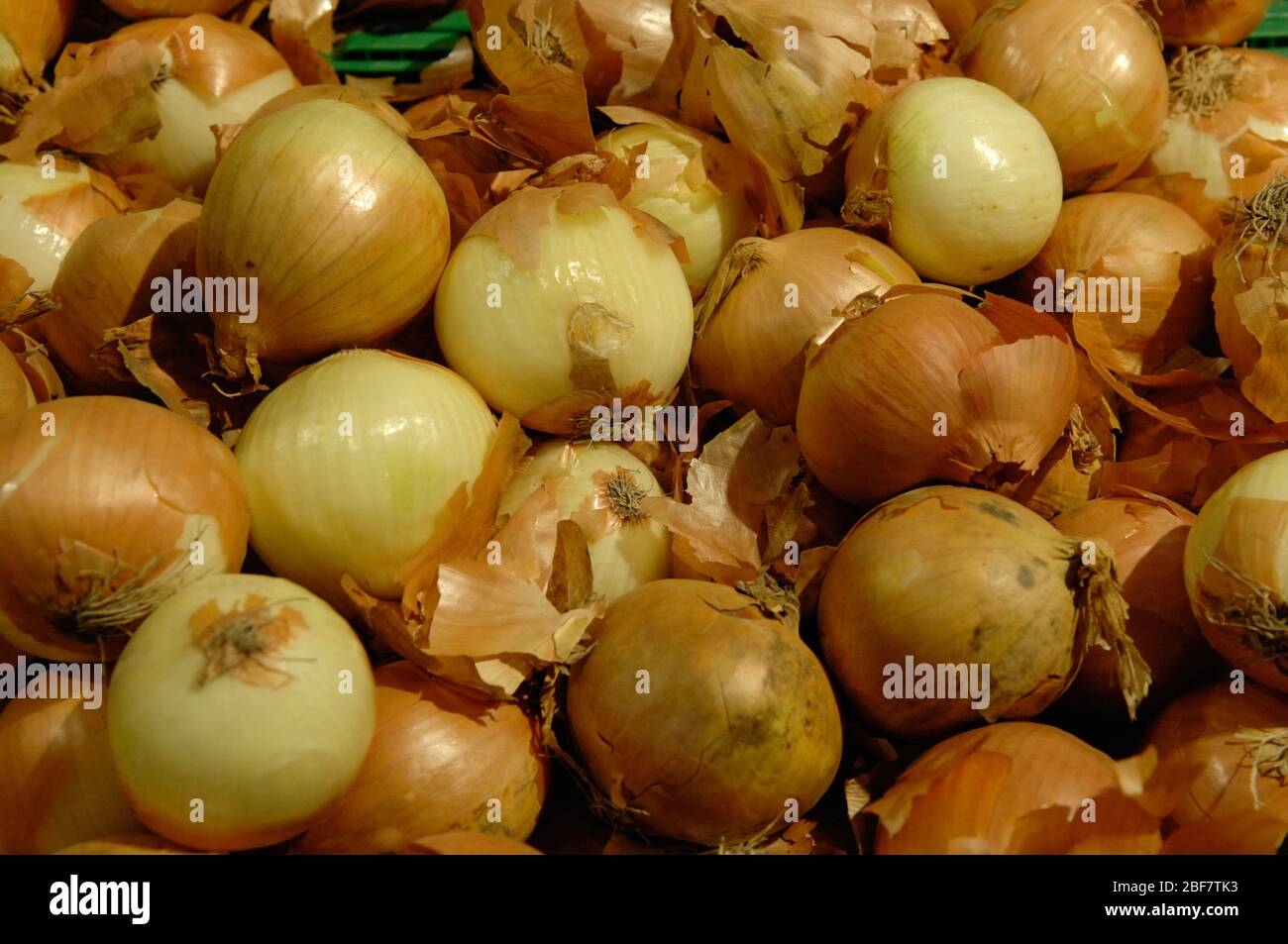 onion,vegetable Stock Photo