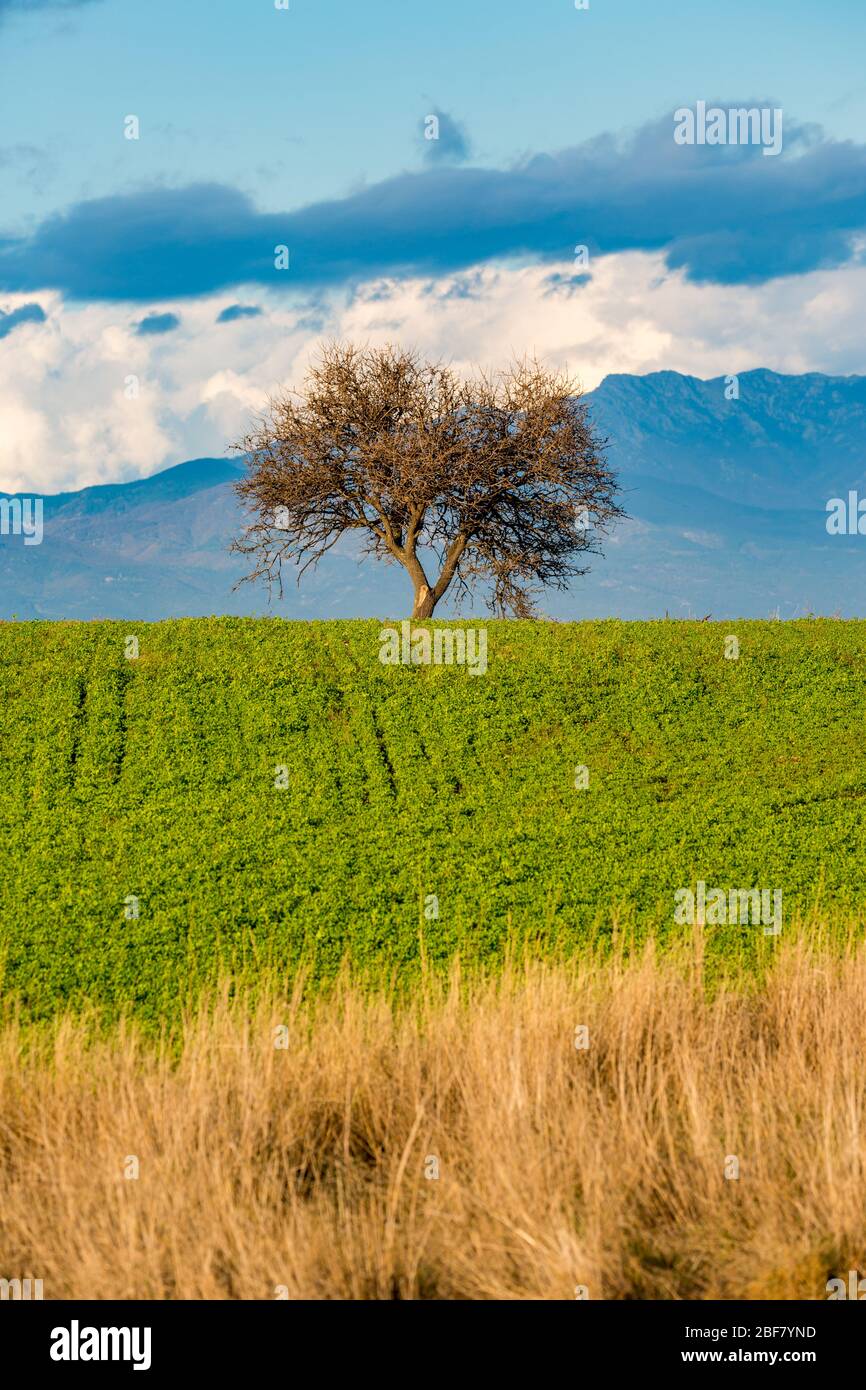 Lonely tree in beautiful green meadow on hill with awesome dramatic bright blue cloudy sky, late autumn near Porto Lagos village in Northern Greece. Travel photography is my passion Stock Photo