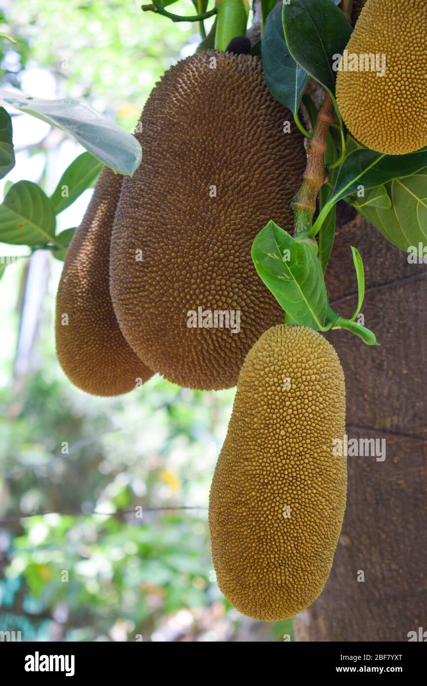Bunch of big size jack fruits hanging from a big tree in wild looking very beautiful Stock Photo