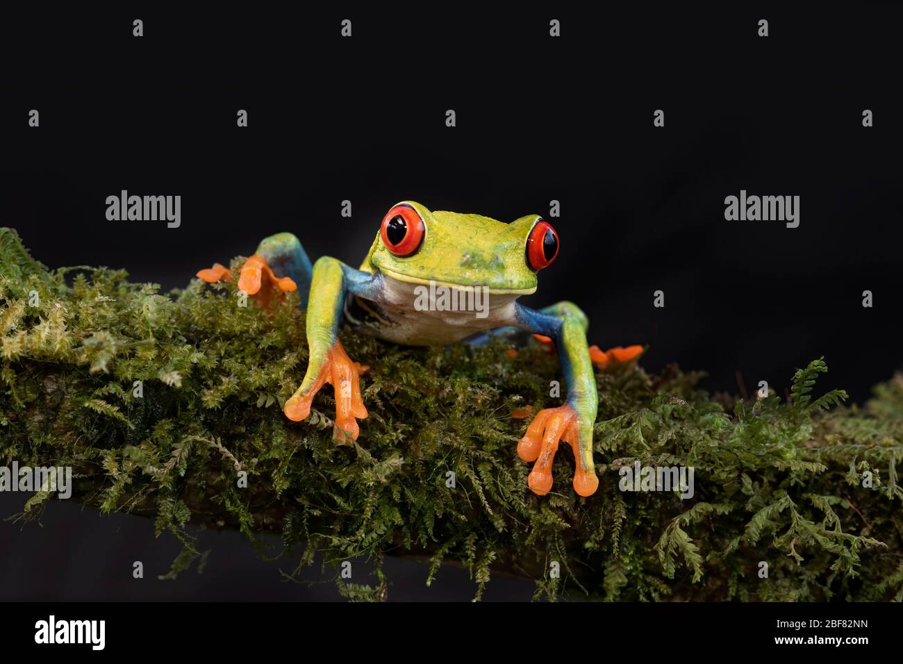 Red-eyed Tree Frog (Agalychnis callidryas) isolated against a black background on a mossy branch in Costa Rica Stock Photo