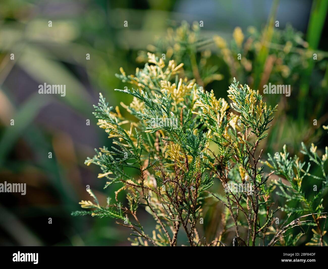 Closeup Juniperus Chinensis or Chinese Juniper Isolated on Nature Background Stock Photo