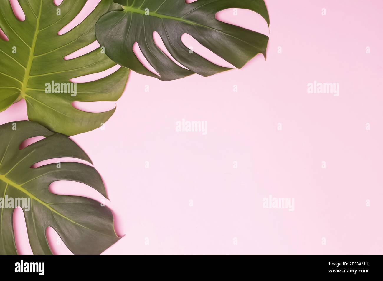 Monstera leaves on pink background Stock Photo