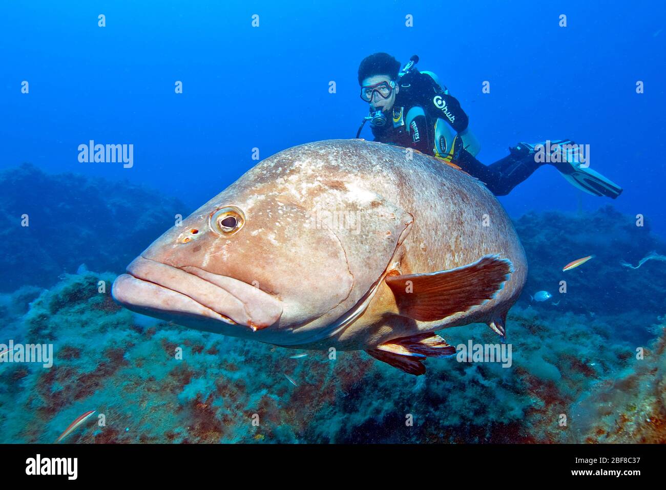 Taucher und Brauner Zackenbarsch (Epinephelus marginatus) Stock Photo