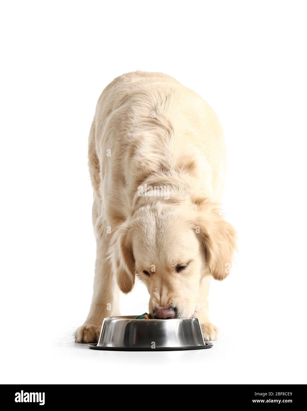 Cute dog eating food from bowl on white background Stock Photo - Alamy