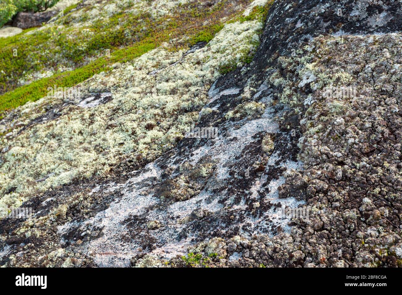 Bright Black And White Moss And Lichen In The Tundra Moss Background In Nature Selective Focus Stock Photo Alamy