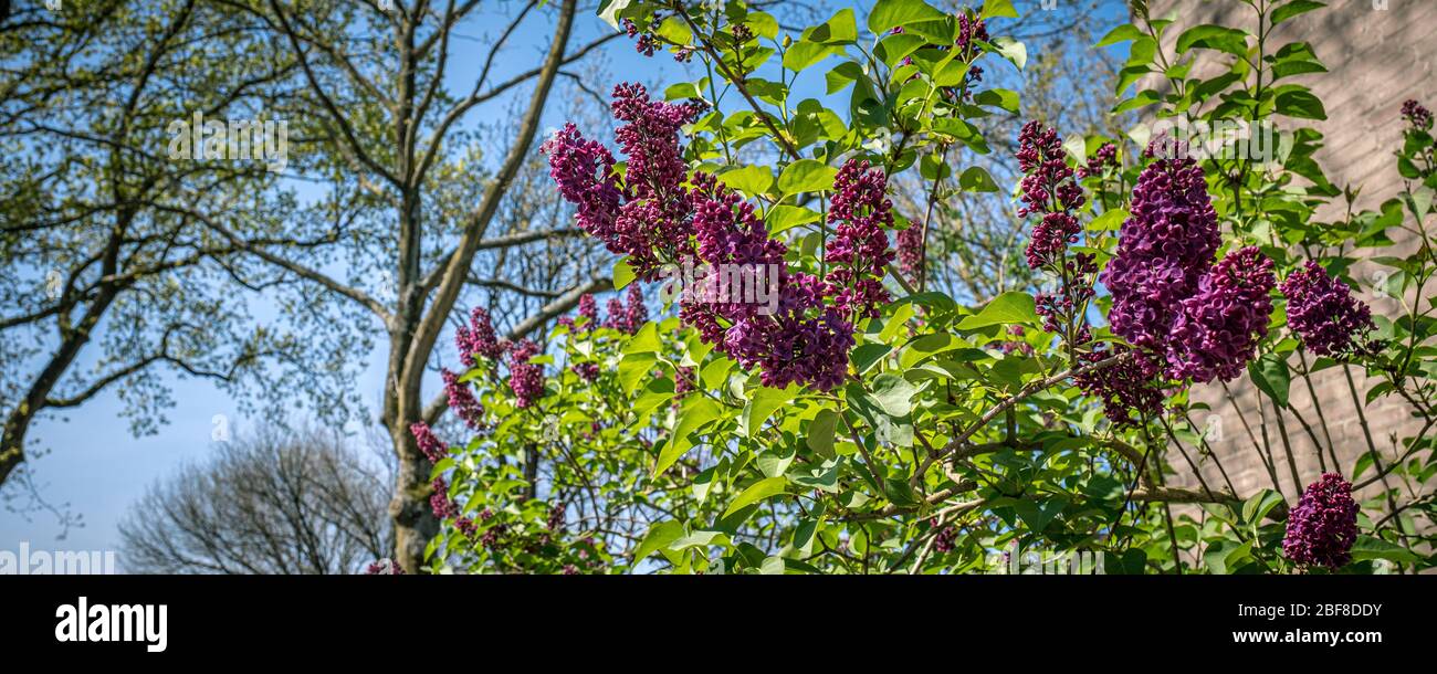Fragrant lilac bush in the spring garden Stock Photo