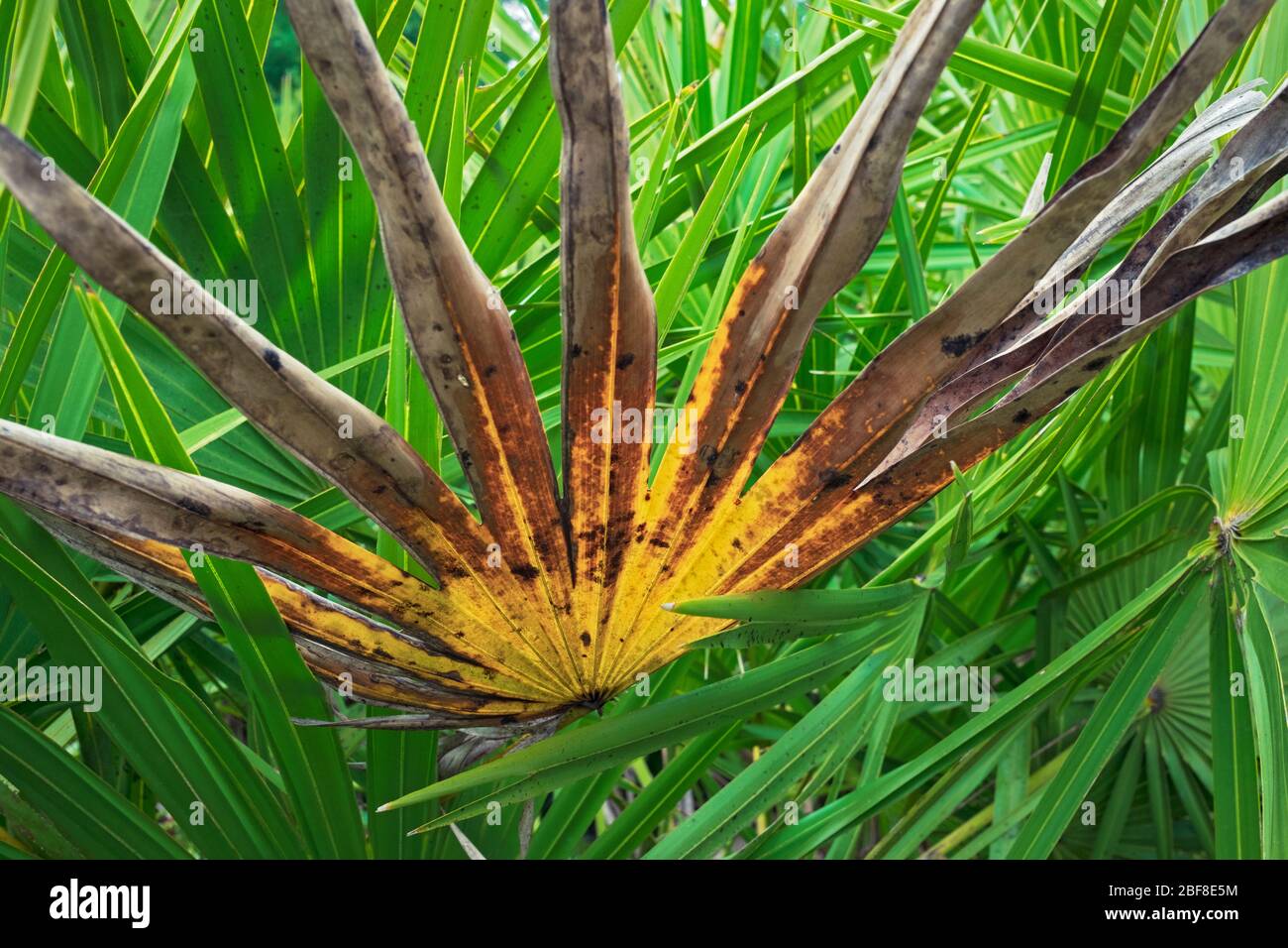 A yellowing palm of a saw palmetto plant in Florida scrub land. Bright yellow and greens of Florida Stock Photo
