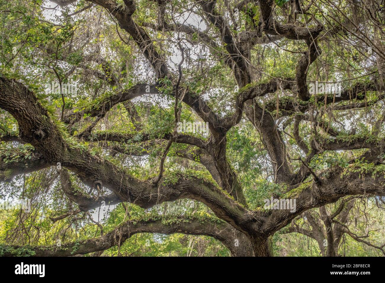Southern Live Oak  and Resurrection Fern covering branches. Dunnellon, Florida. Marion County, FL. Halpata Tastanaki Preserve. Stock Photo