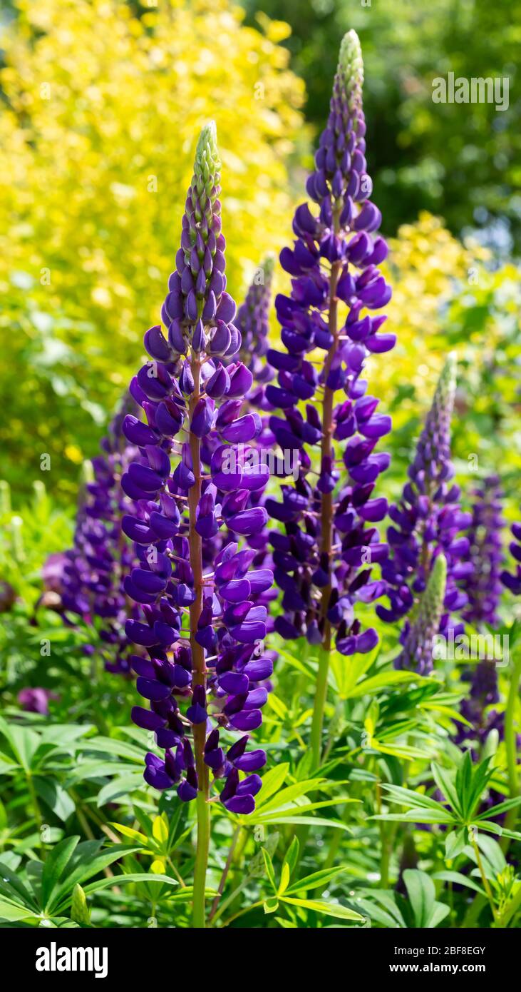 Lupins flowering in a home garden. Stock Photo