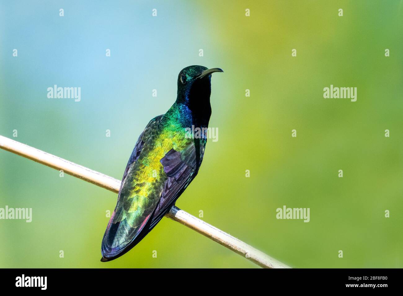 A Black-throated Mango perching on a bamboo perch in the bright sun with a blurred background. Stock Photo