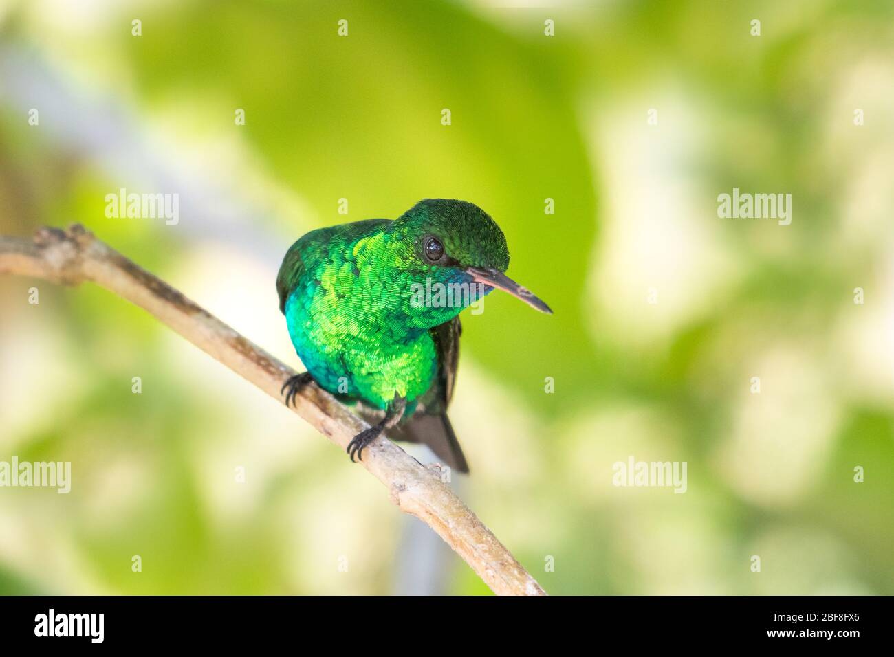 A Blue-chinned Sapphire hummingbird stretching to the side. Stock Photo