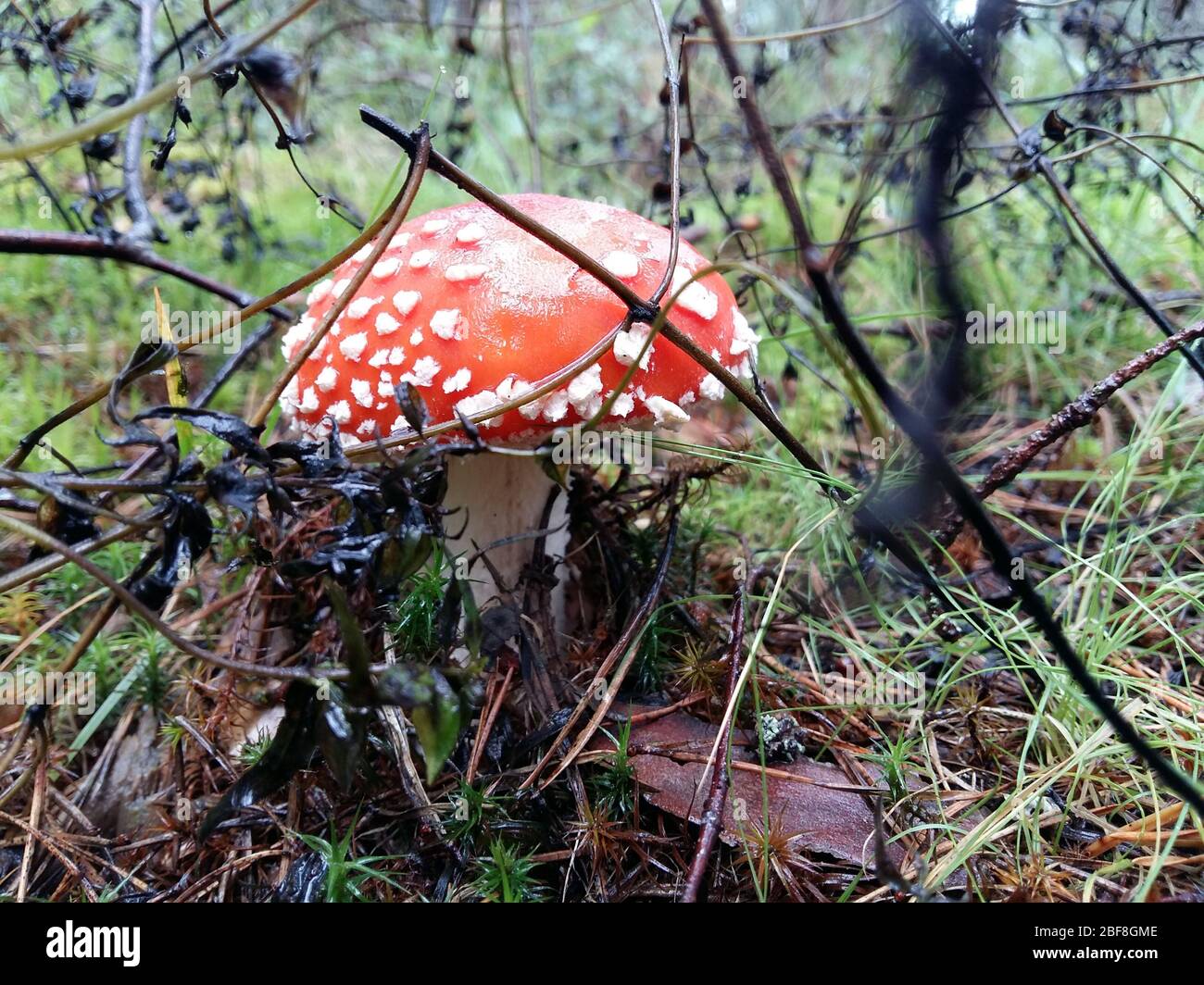 Bright red wild poisonous, psychoactive and medicinal Fly Agaric ...