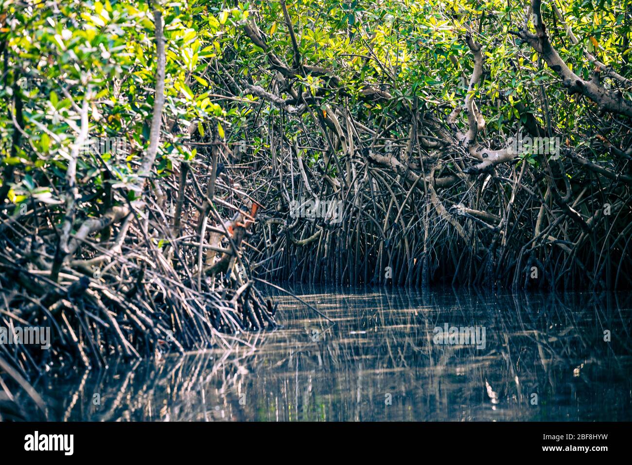 Gambia Mangroves. Kayaking in green mangrove forest in Gambia. Africa Natural Landscape. Stock Photo