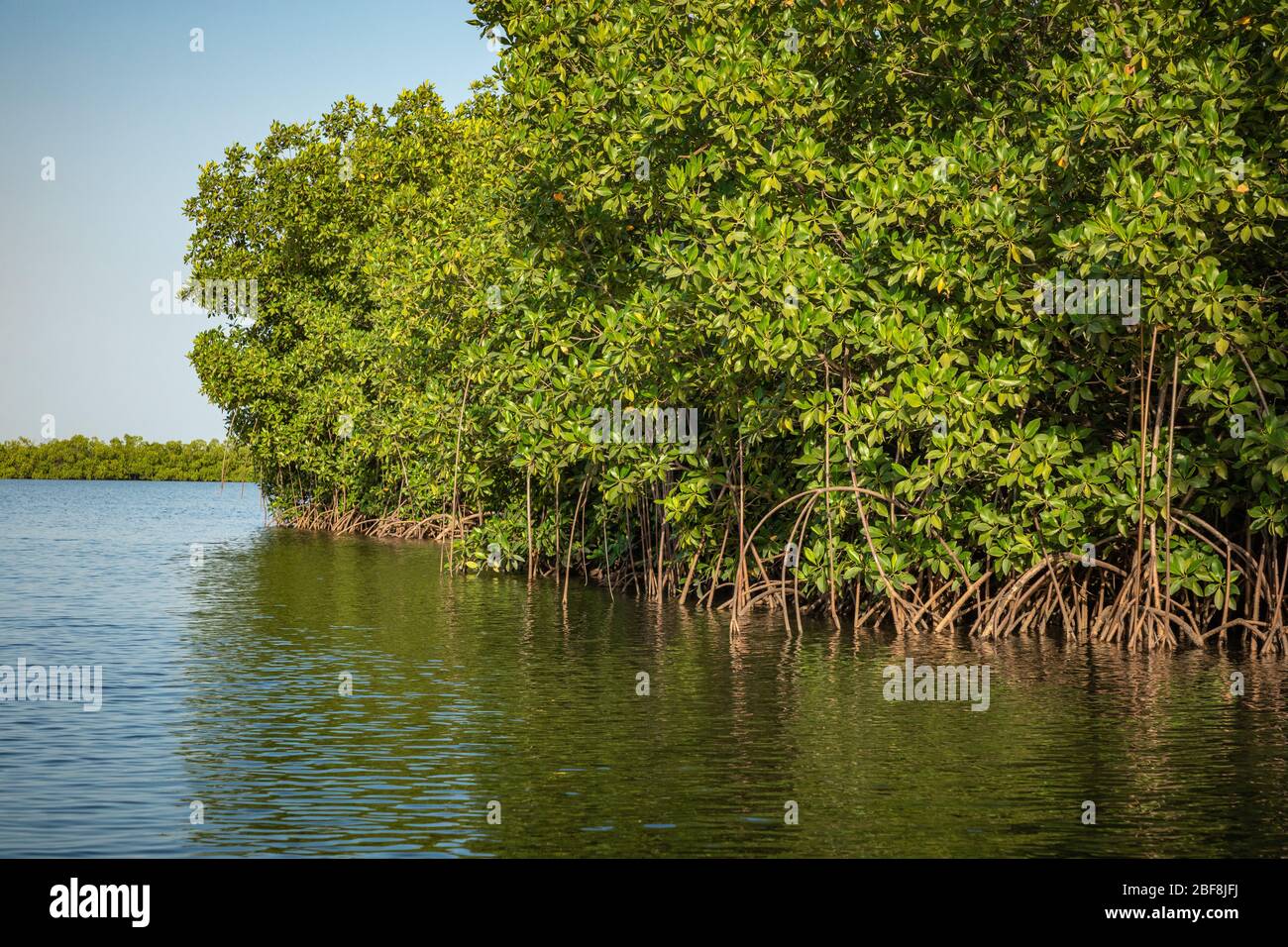 Gambia Mangroves. Kayaking in green mangrove forest in Gambia. Africa Natural Landscape Stock - Alamy