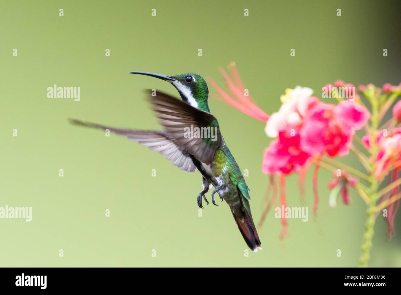 A female Black-throated Mango hovering in the air with Pride of Barbados flowers blurred in the background. Stock Photo