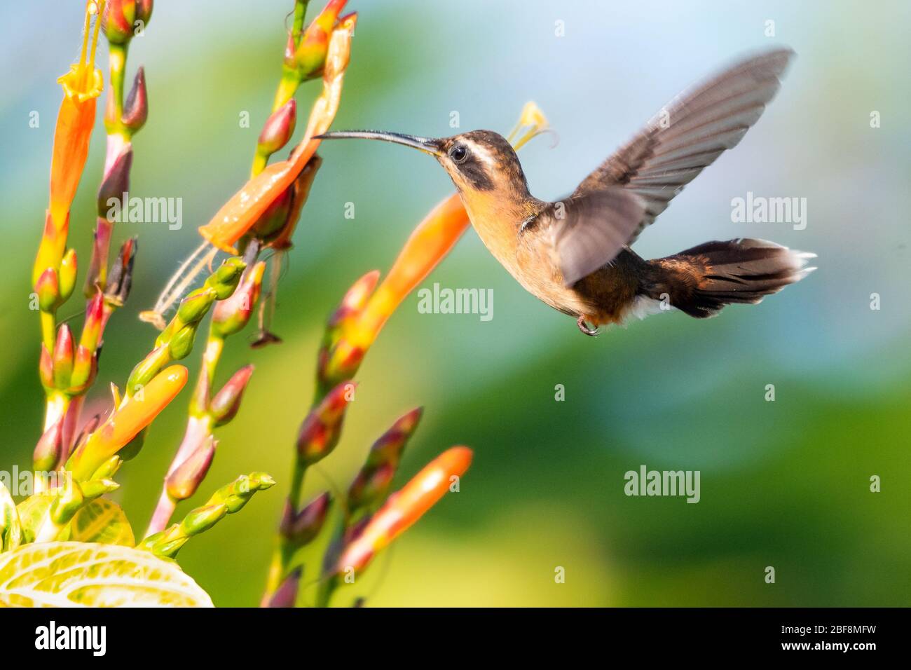 A Little Hermit hummingbird feeding on a Sanchezia flower in natural sunlight. Stock Photo