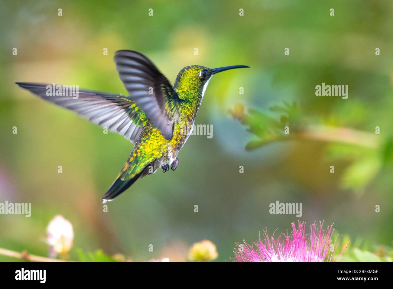 A female Black-throated Mango hummingbird flying away from the camera in a Calliandra tree. Stock Photo
