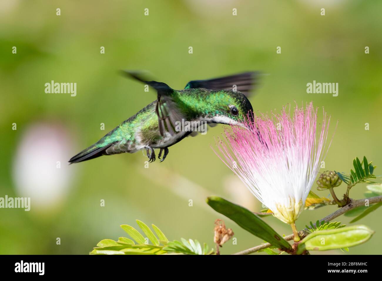 A female Black-throated Mango hummingbird feeding on a Calliandra (Powderpuff) flower. Stock Photo