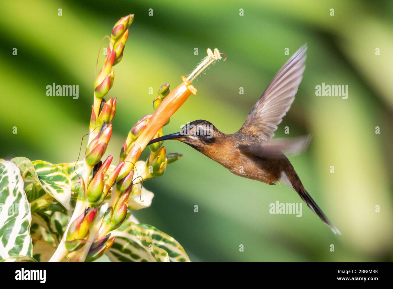 A Little Hermit hummingbird feeding on a Sanchezia flower in natural sunlight. Stock Photo