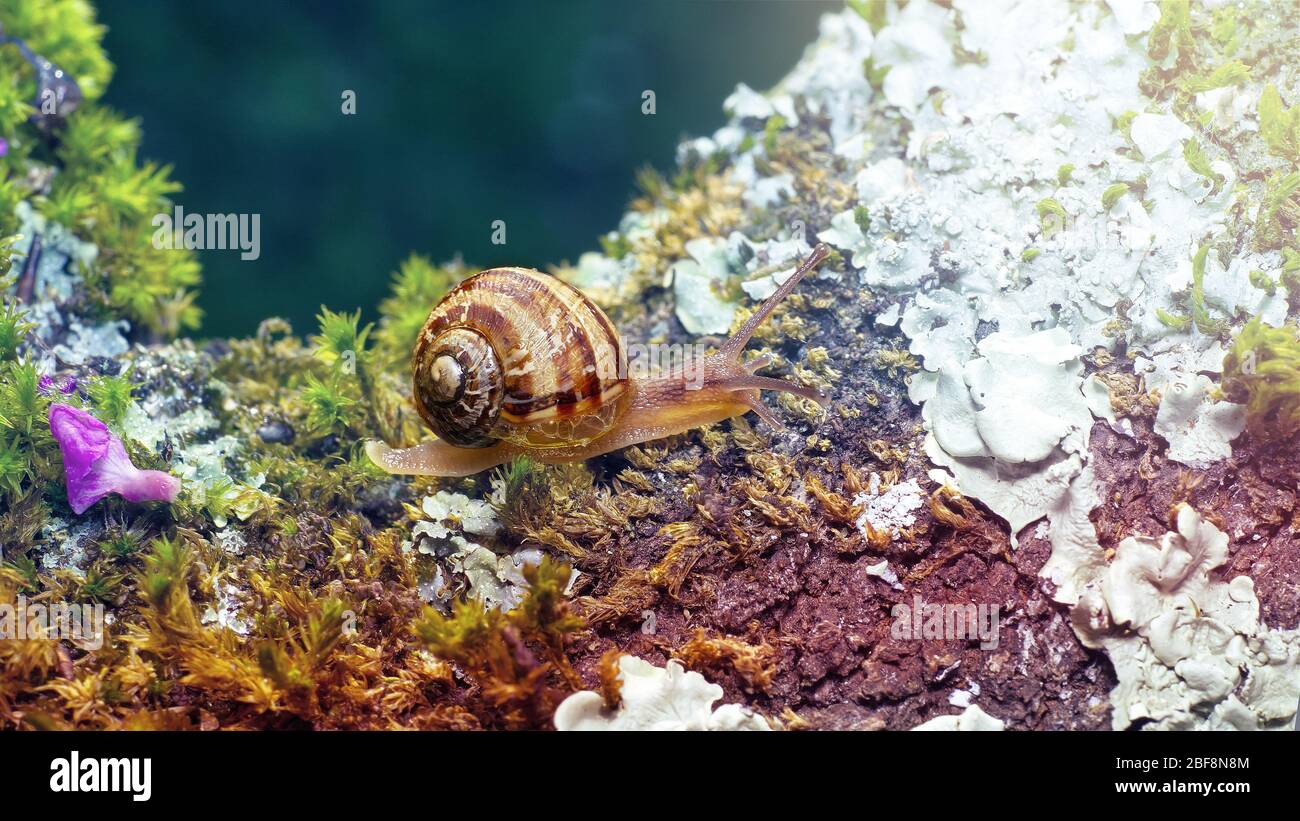 macro photo of a small snail on green moss with a blurred background in soft colors Stock Photo
