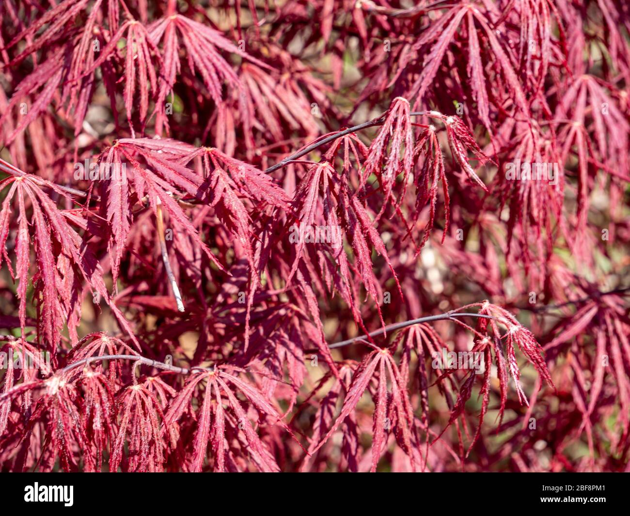 Fire Maple Soap Family Sapindaceae in the Park Stock Photo