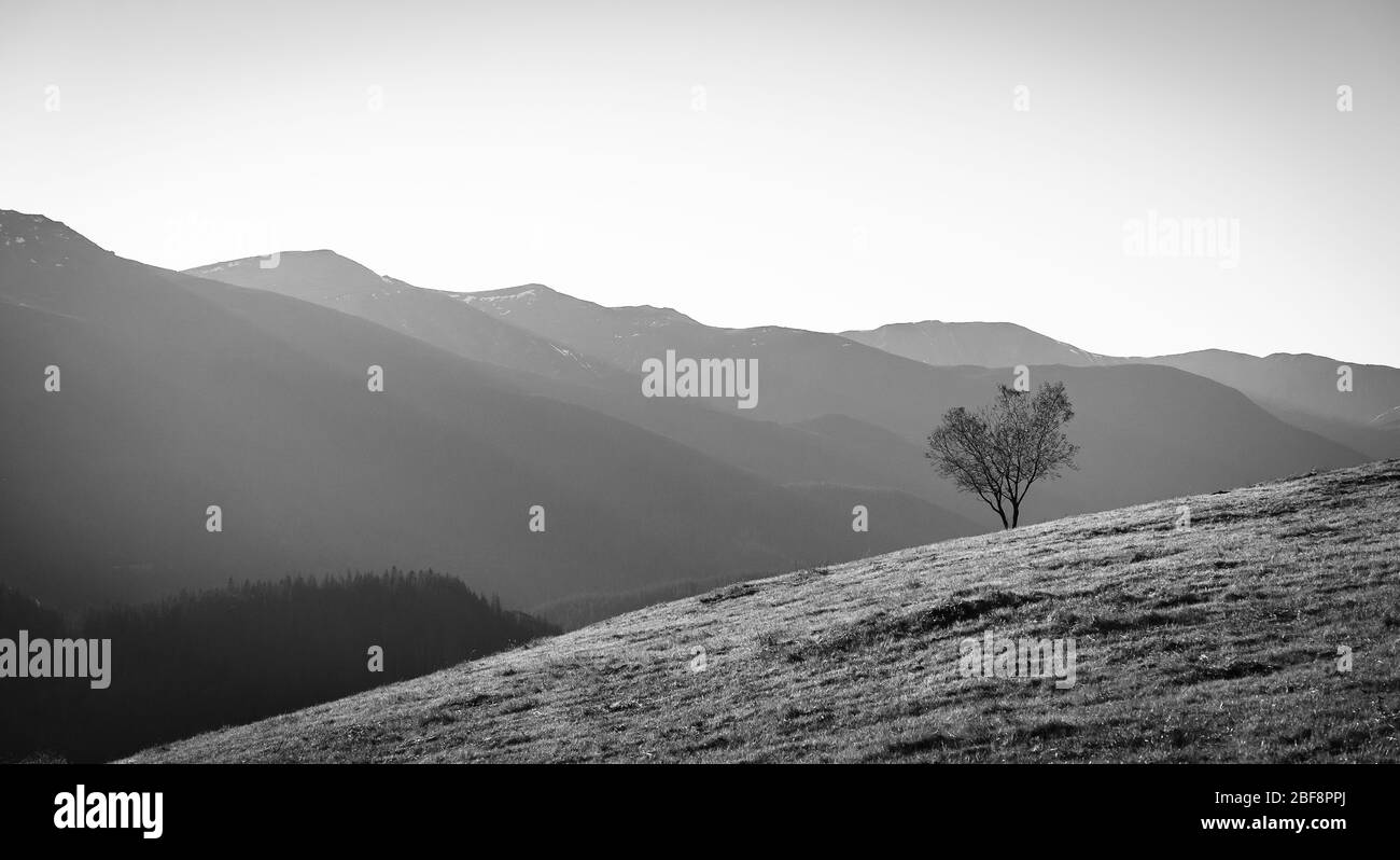 Lonely Tree Growing On Hillside, Grayscale Image Stock Photo