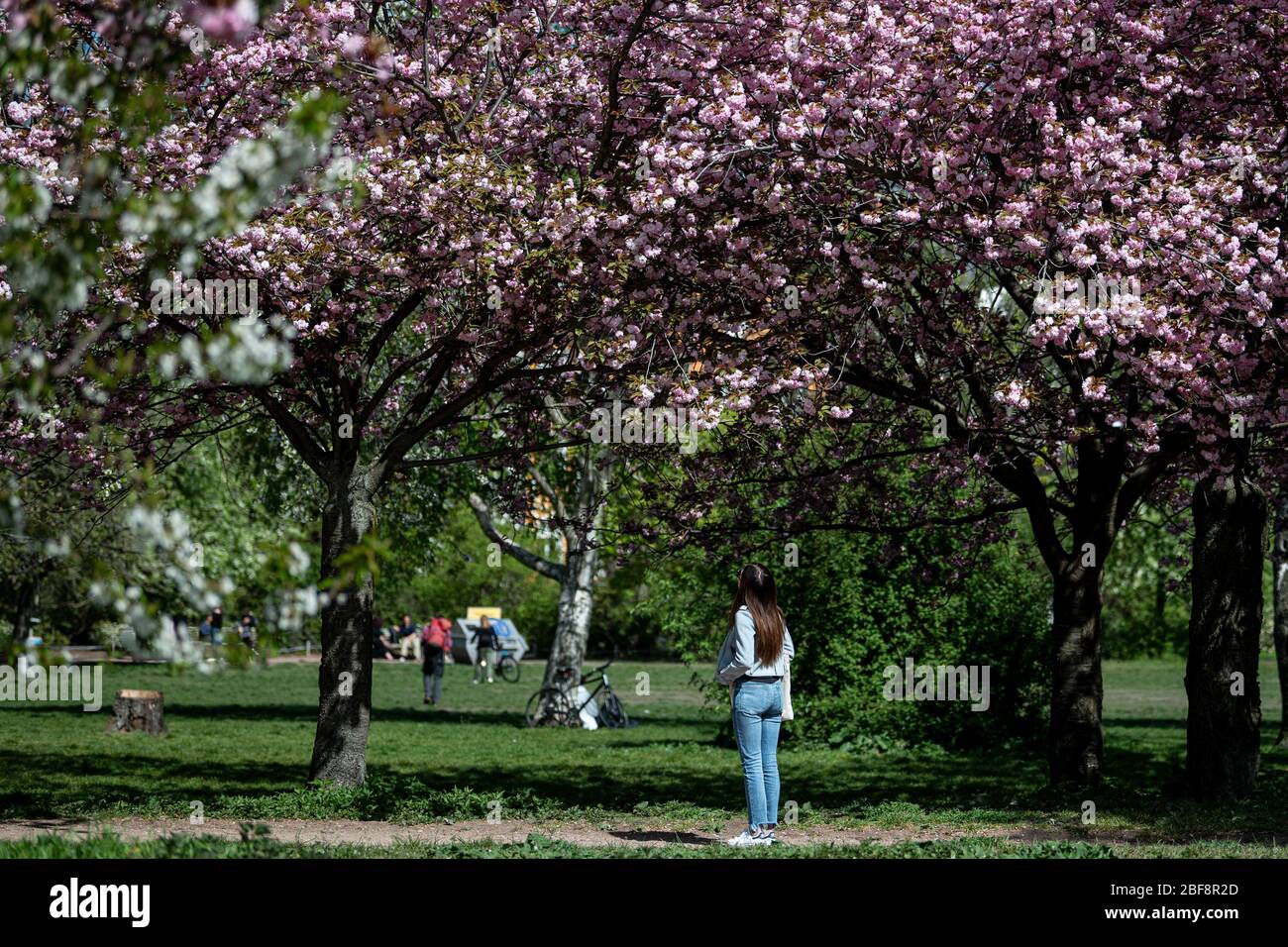 Berlin Germany 17th Apr A Woman Looks At The Blossoming Cherry Trees In Mauerpark Credit Fabian Sommer Dpa Alamy Live News Stock Photo Alamy