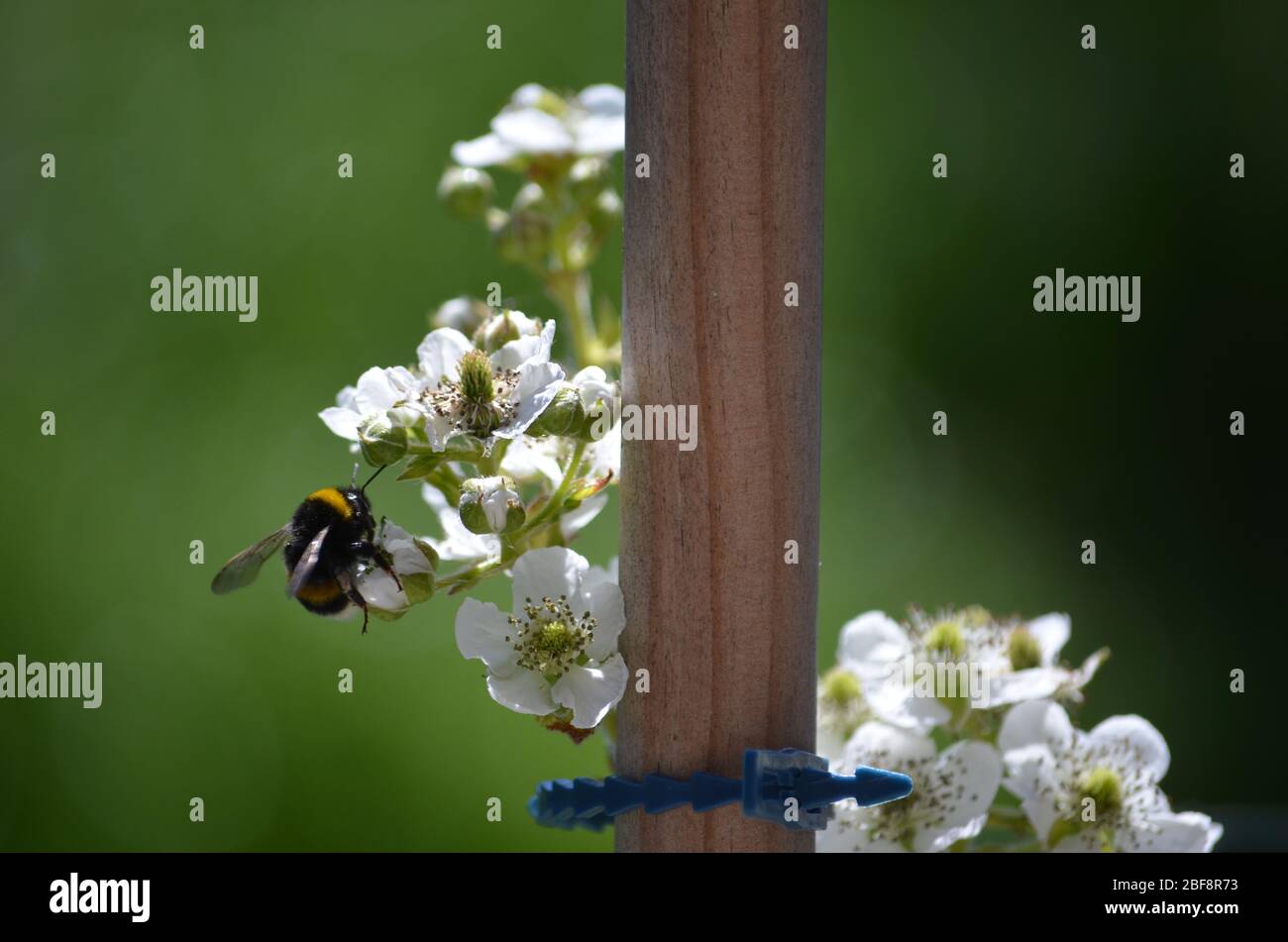 Bee on blossom blackberry bush Stock Photo