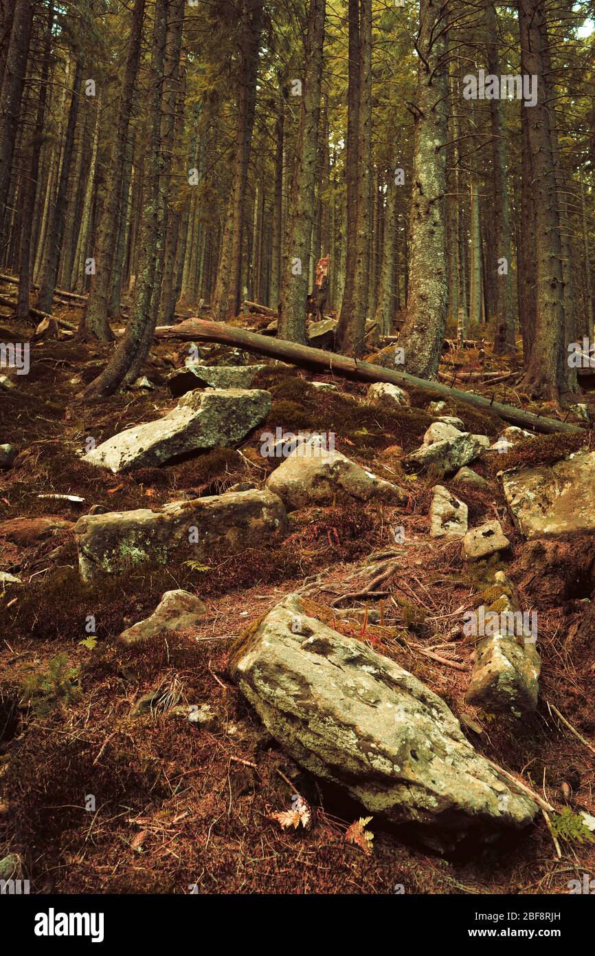 Impassable Thicket In Dense Forest On A Hill Stock Photo