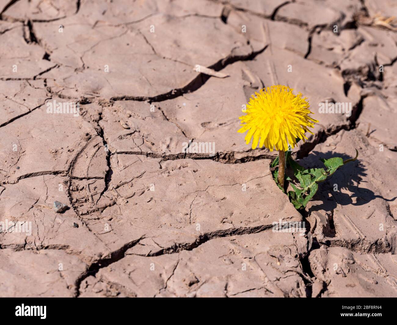 Dandelions grow from a dry soil Stock Photo Alamy