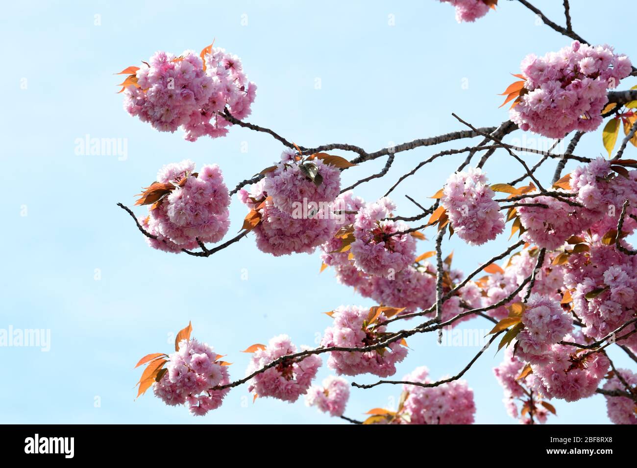 Pink Cherry blossom in bloom Stock Photo