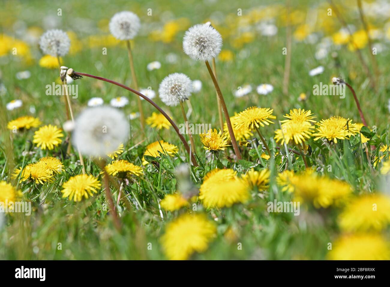Dandelion flower and clock yellow Stock Photo