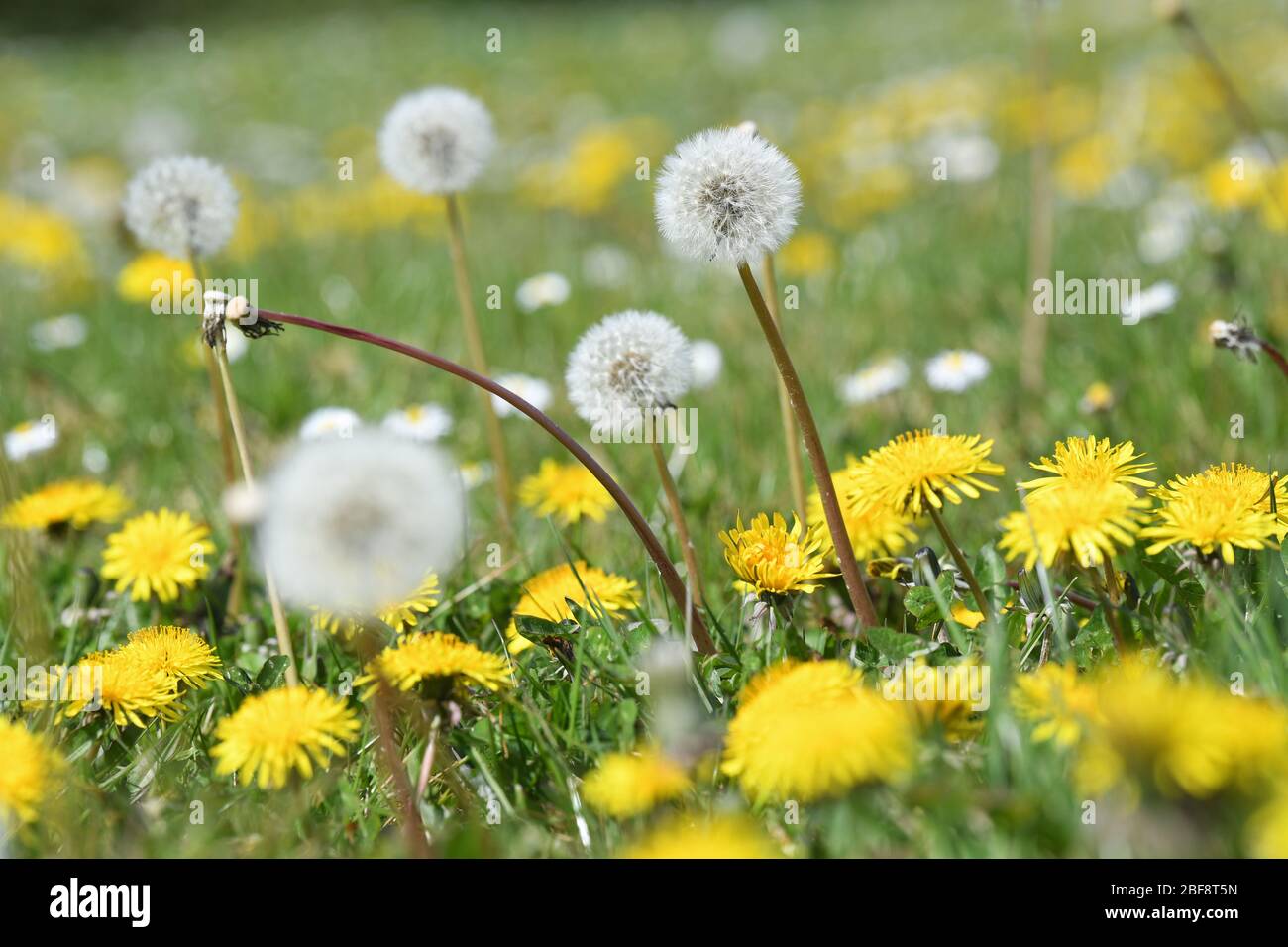 Dandelion flower and clock yellow Stock Photo