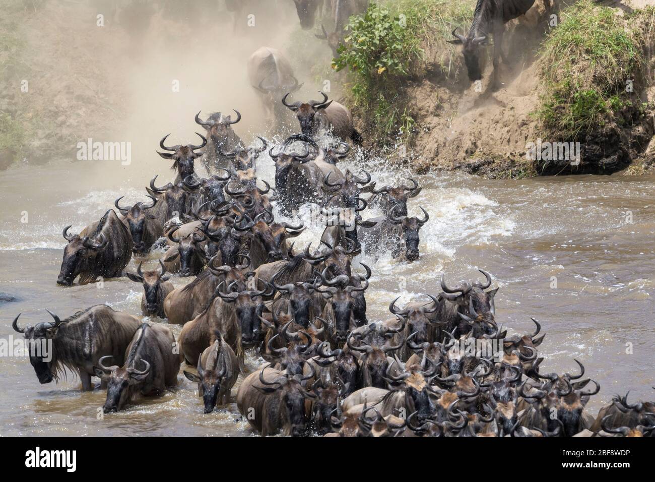 Blue wildebeest, brindled gnu (Connochaetes taurinus) herd crossing the Mara river during the great migration, Serengeti national park, Tanzania. Stock Photo