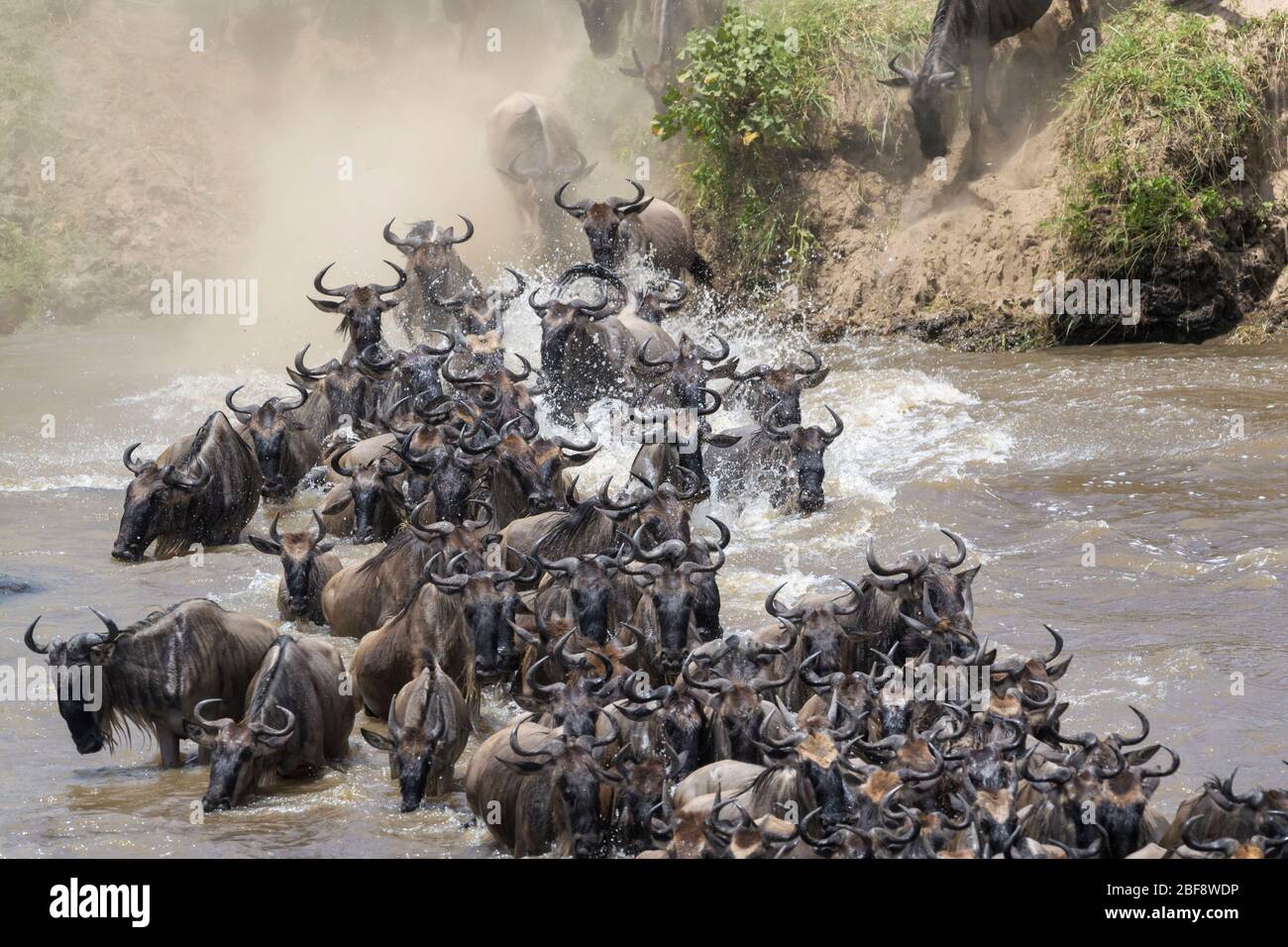 Blue Wildebeest Brindled Gnu Connochaetes Taurinus Herd Crossing The