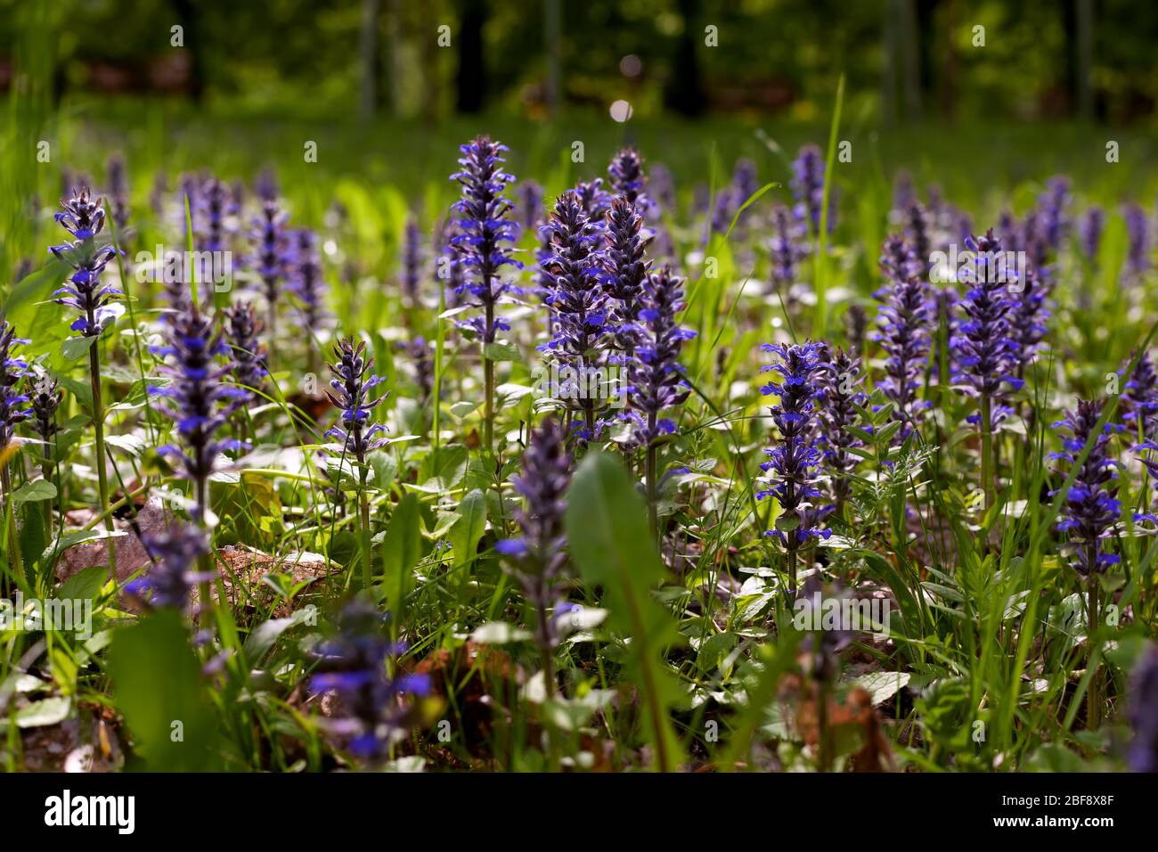 Wild blue flowers in the forest meadow - tenacious creeping ( Ajuga reptans L) on a Sunny spring morning. Bugle Flower. Beauty in nature. Stock Photo